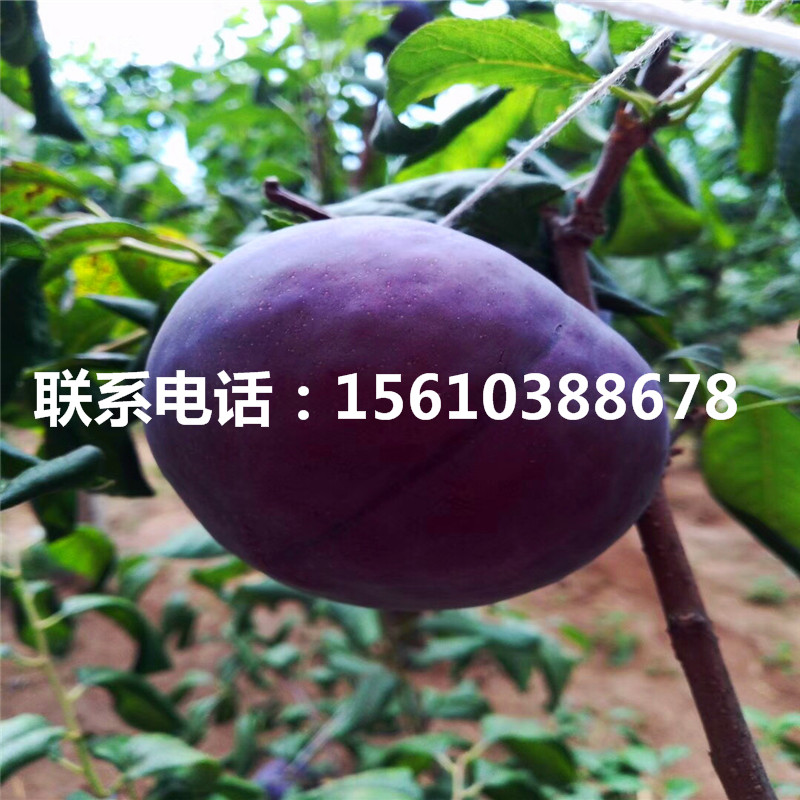 黑琥珀李子苗出售基地、黑琥珀李子苗購(gòu)買價(jià)格