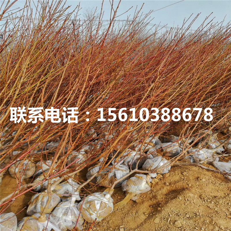 味王李子苗價(jià)位、味王李子苗2020年價(jià)格