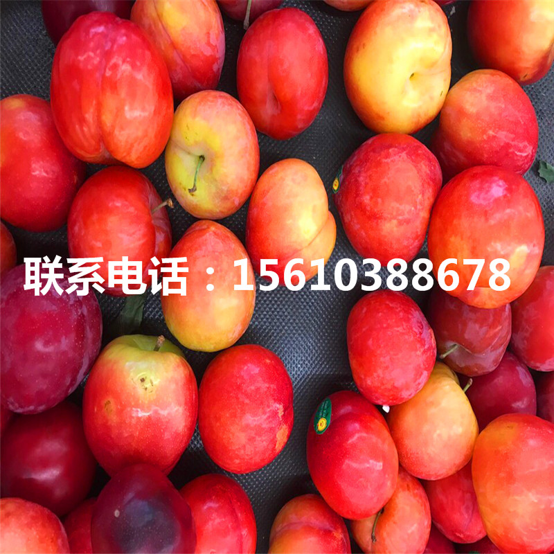 冰糖李子苗銷售價(jià)格、冰糖李子苗報(bào)價(jià)