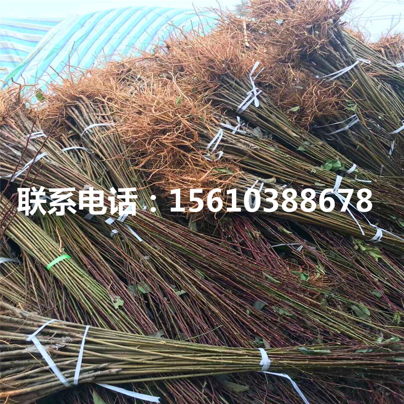 青脆李子苗出售價格、青脆李子苗出售