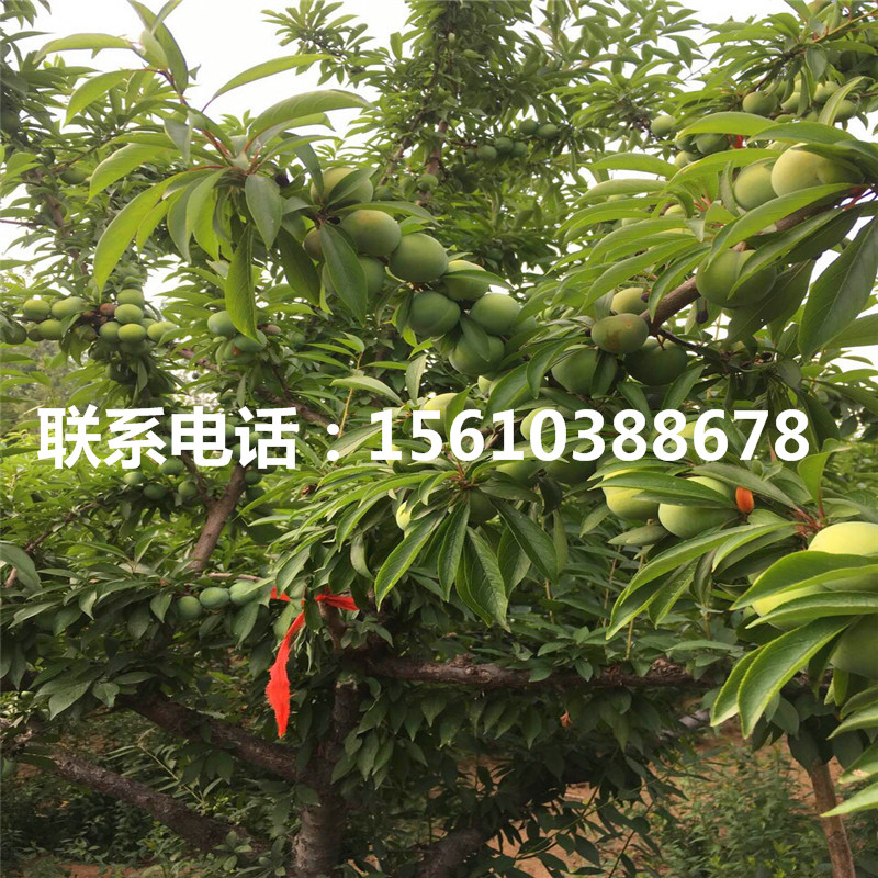 味厚李子苗單價、味厚李子苗購買價格