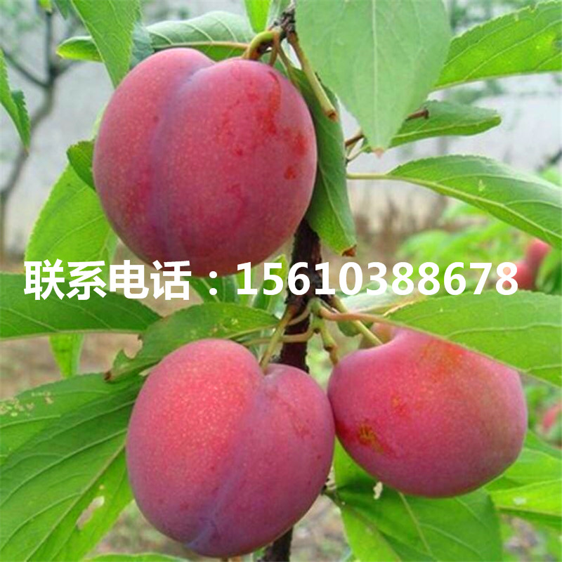 山東杏李樹苗、杏李樹苗2020年價格