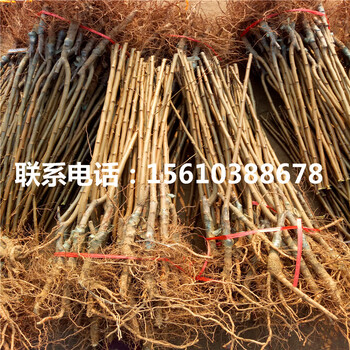 味馨李子苗銷售價(jià)格、味馨李子苗批發(fā)