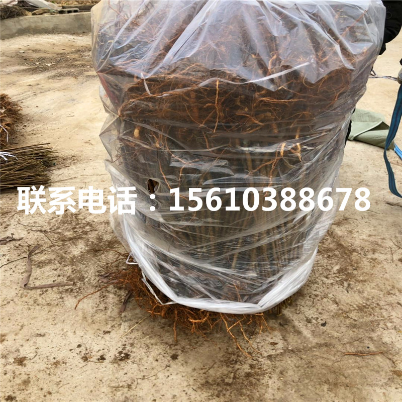 冰糖李子苗銷售價(jià)格、冰糖李子苗報(bào)價(jià)