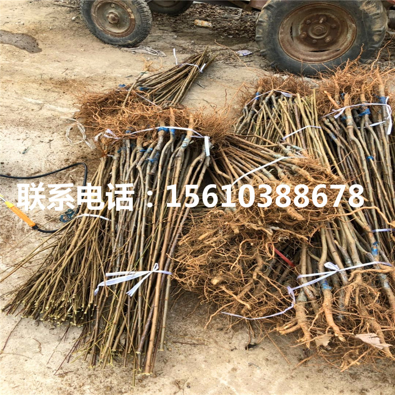西梅李子樹苗銷售基地、西梅李子樹苗批發(fā)基地