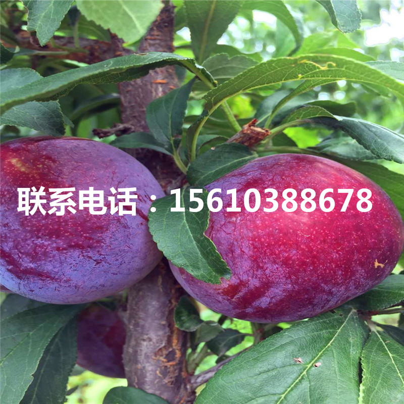 冰脆李子苗、冰脆李子苗銷售基地