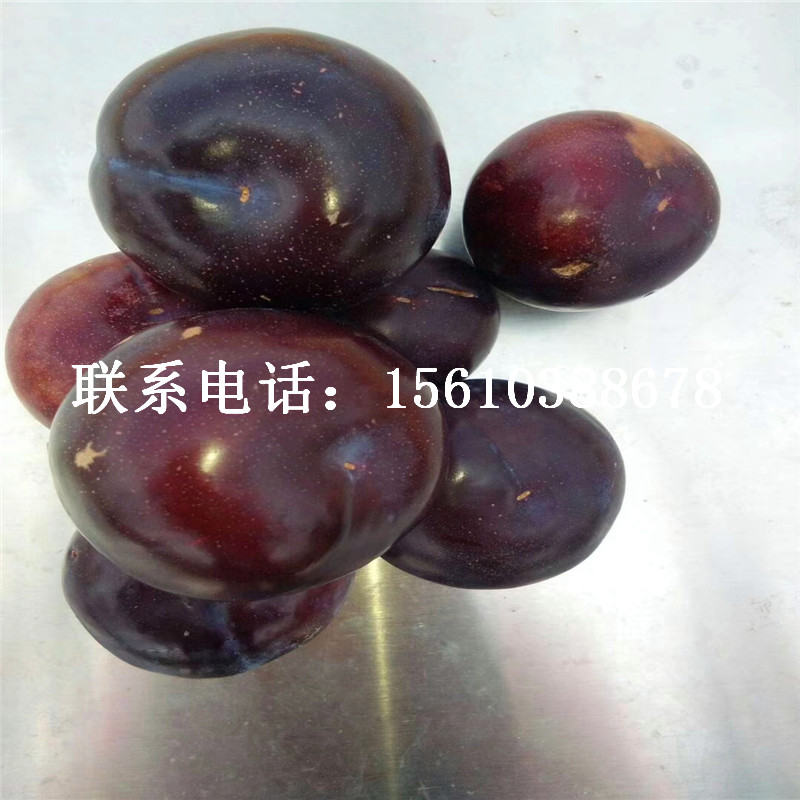 新品種西梅李子樹苗、西梅李子樹苗單價(jià)