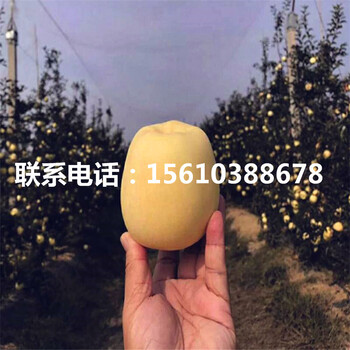 嫁接嫁接蘋(píng)果苗價(jià)格公示