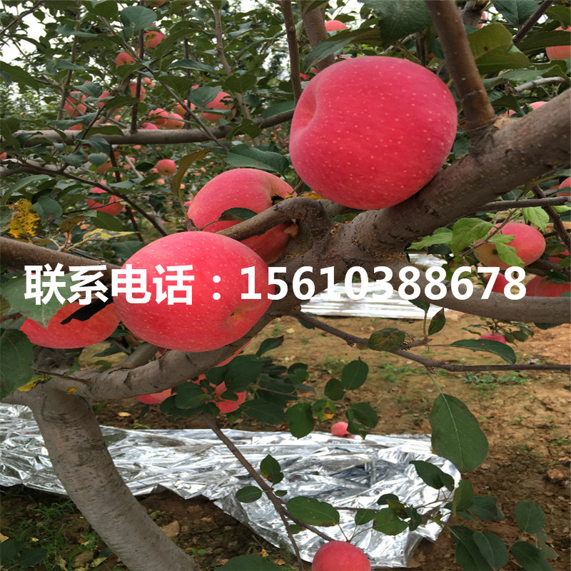 新2001蘋果苗基地、新2001蘋果苗銷售基地