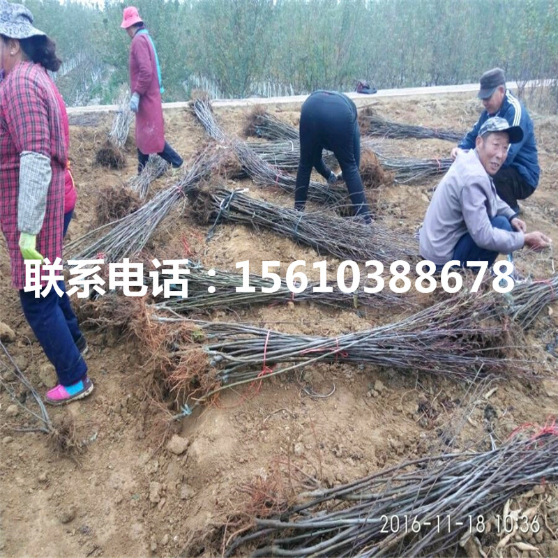 花牛蘋果苗批發(fā)價(jià)錢、花牛蘋果苗上車價(jià)格