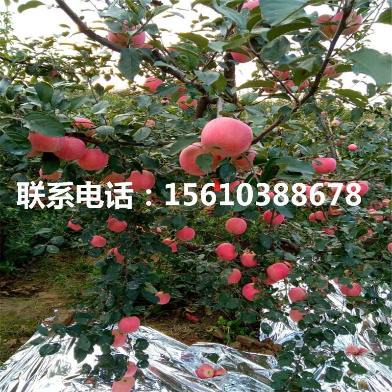 1公分瑞陽(yáng)蘋果苗價(jià)錢及基地