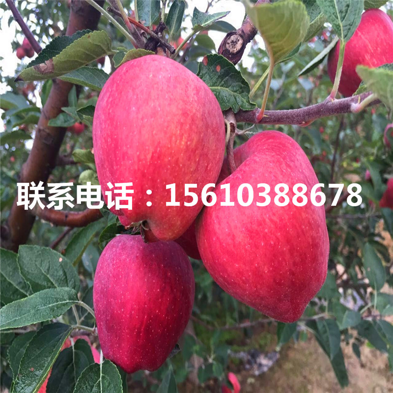 神富6號蘋果苗批發(fā)價錢、神富6號蘋果苗價格