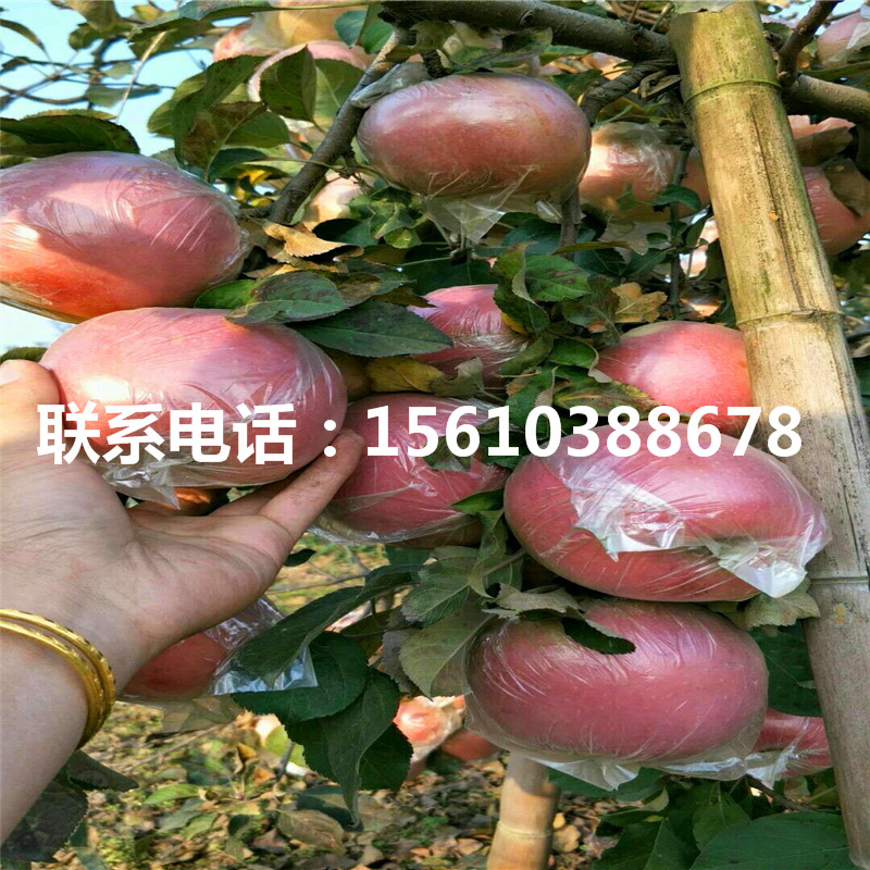 黑蘋果苗出售價格、黑蘋果苗價格