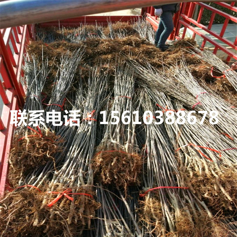 1公分新2001蘋(píng)果苗品種介紹
