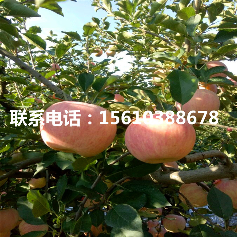 愛妃蘋果苗出售價格、愛妃蘋果苗品種介紹