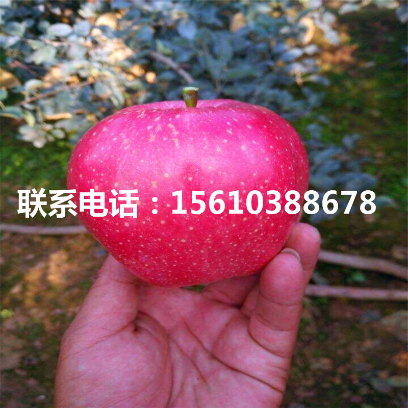 秦脆蘋果苗出售價格、秦脆蘋果苗新品種基地