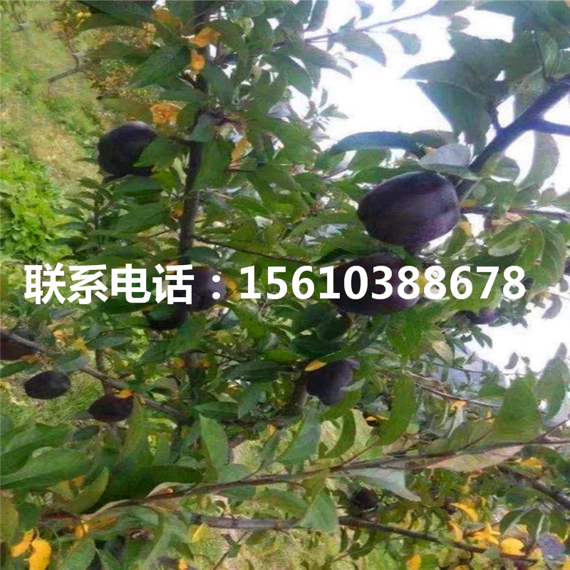 花牛蘋果苗報價、花牛蘋果苗單價及價格