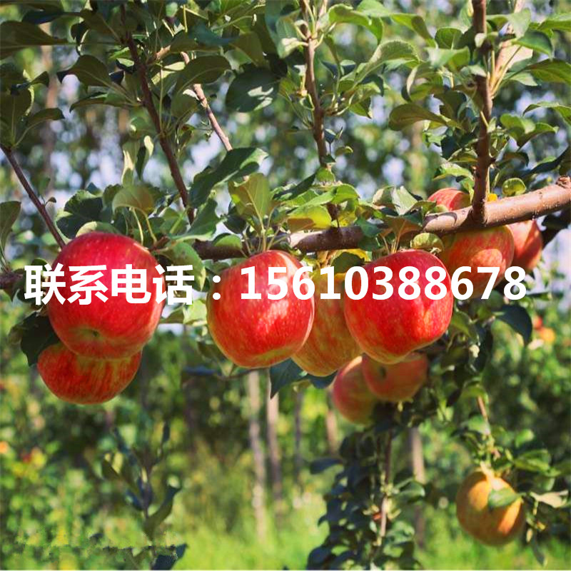 花牛蘋果苗出售價(jià)格、花牛蘋果苗價(jià)錢及基地