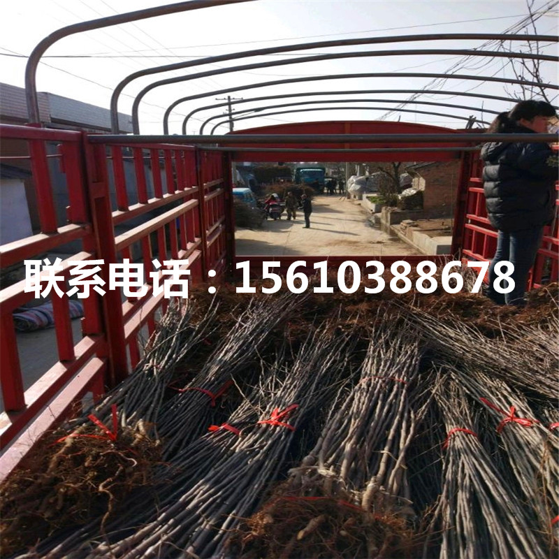 煙富6號蘋果苗批發(fā)價錢、煙富6號蘋果苗批發(fā)基地