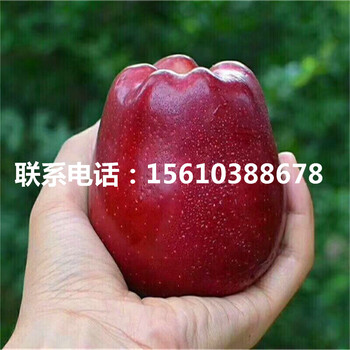 神富6號(hào)蘋果苗價(jià)格及報(bào)價(jià)、神富6號(hào)蘋果苗品種介紹