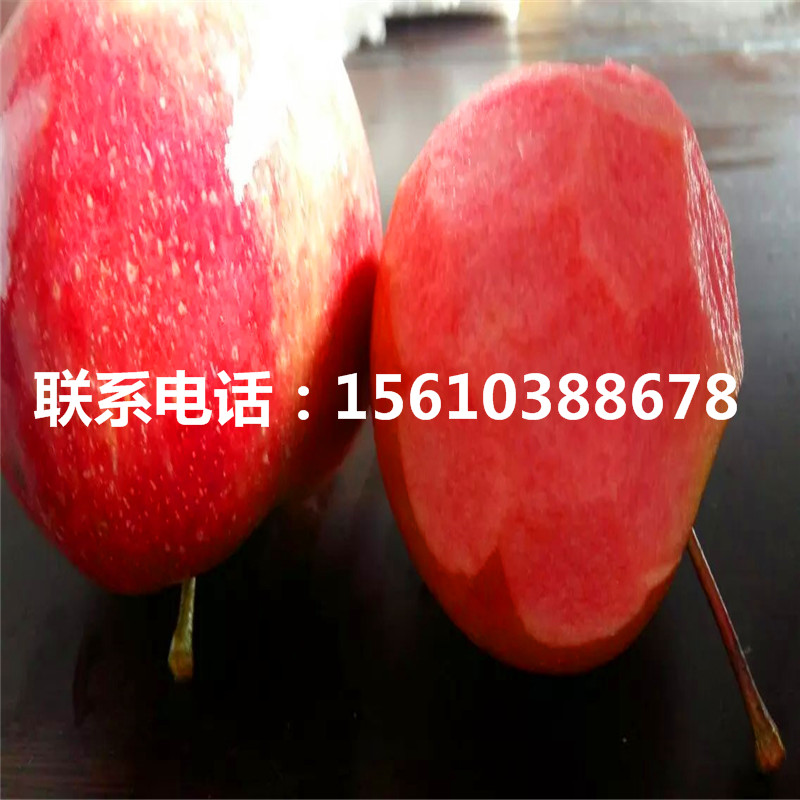元帥蘋果苗產(chǎn)地及價格、元帥蘋果苗新品種基地