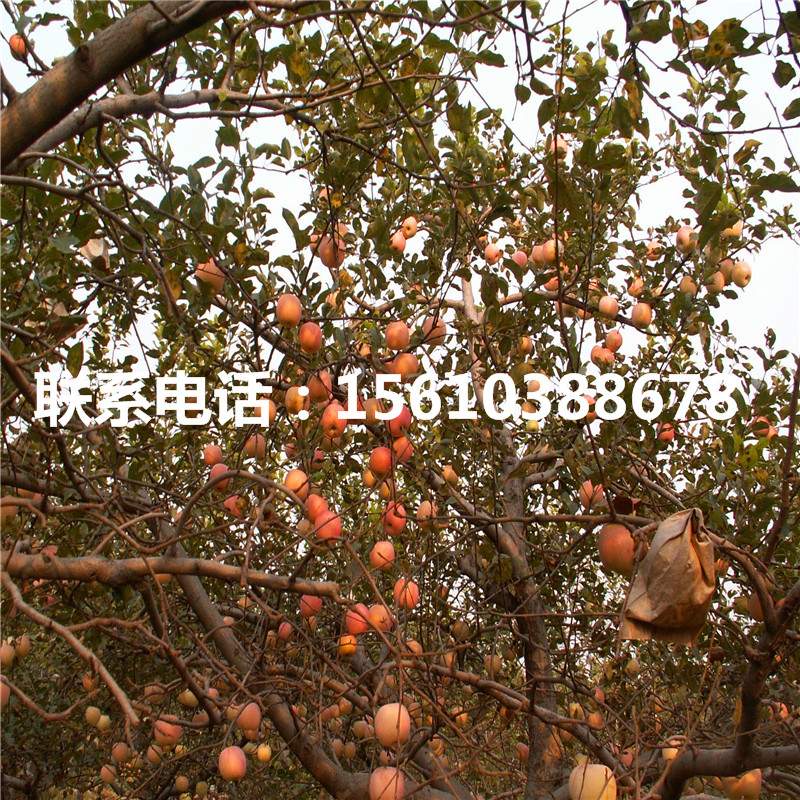蘋果苗出售價格、蘋果苗價格