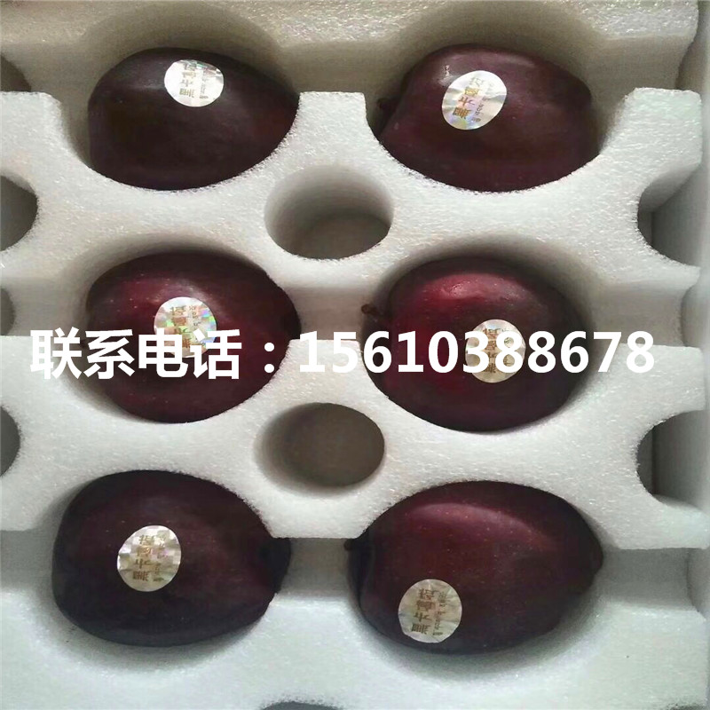 花牛蘋果苗批發(fā)價(jià)錢、花牛蘋果苗上車價(jià)格