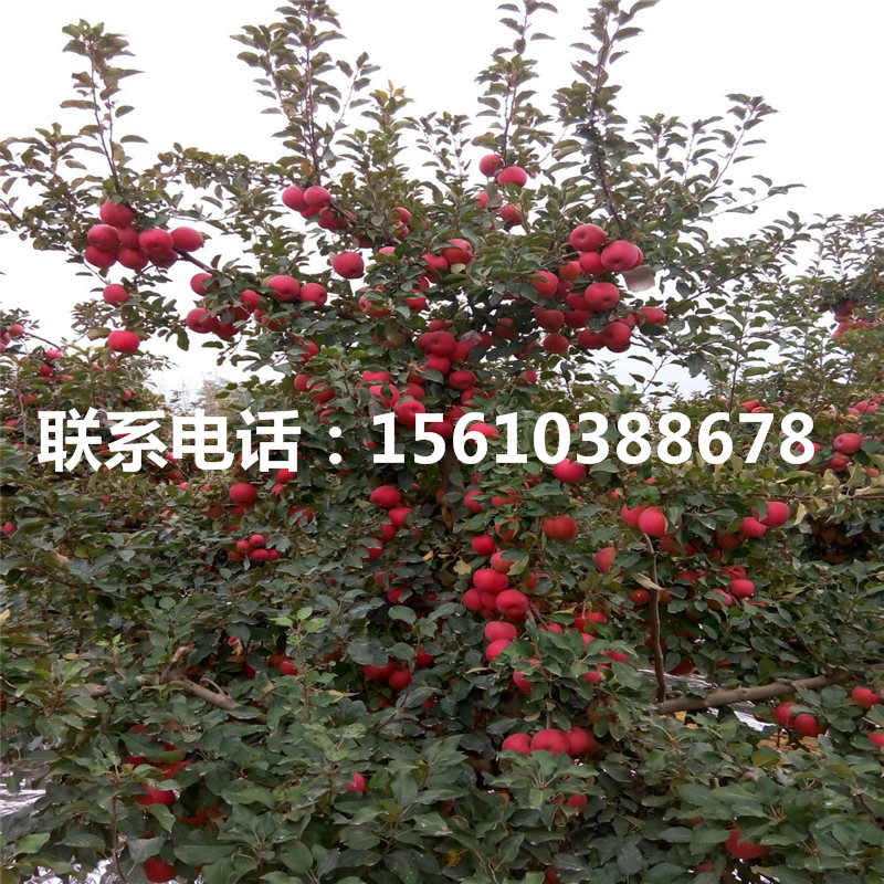 小國(guó)光蘋(píng)果苗包郵價(jià)格、小國(guó)光蘋(píng)果苗上車價(jià)格