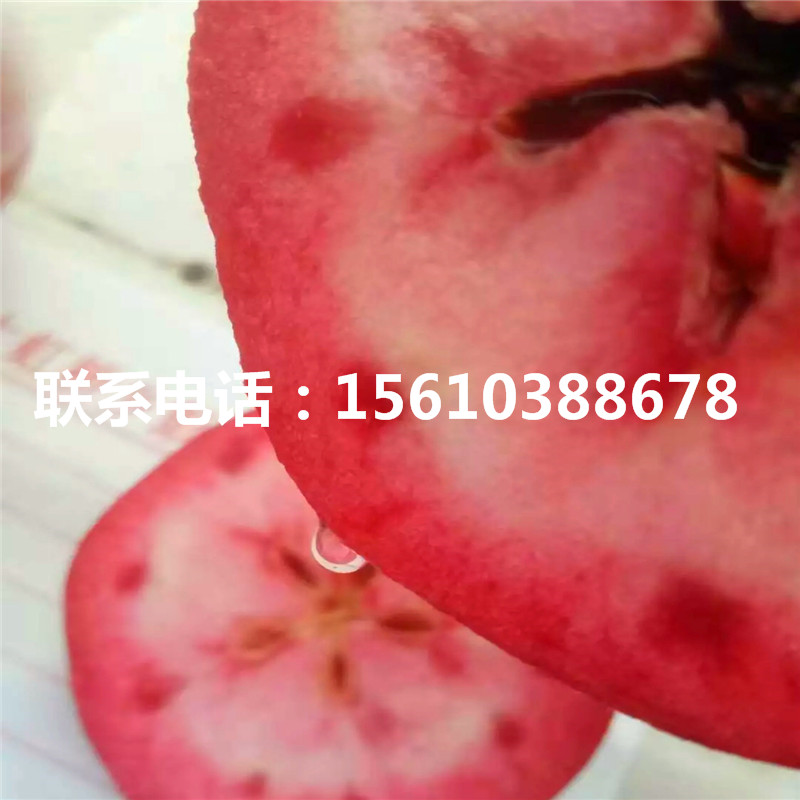 2公分愛(ài)妃蘋(píng)果苗價(jià)格公示