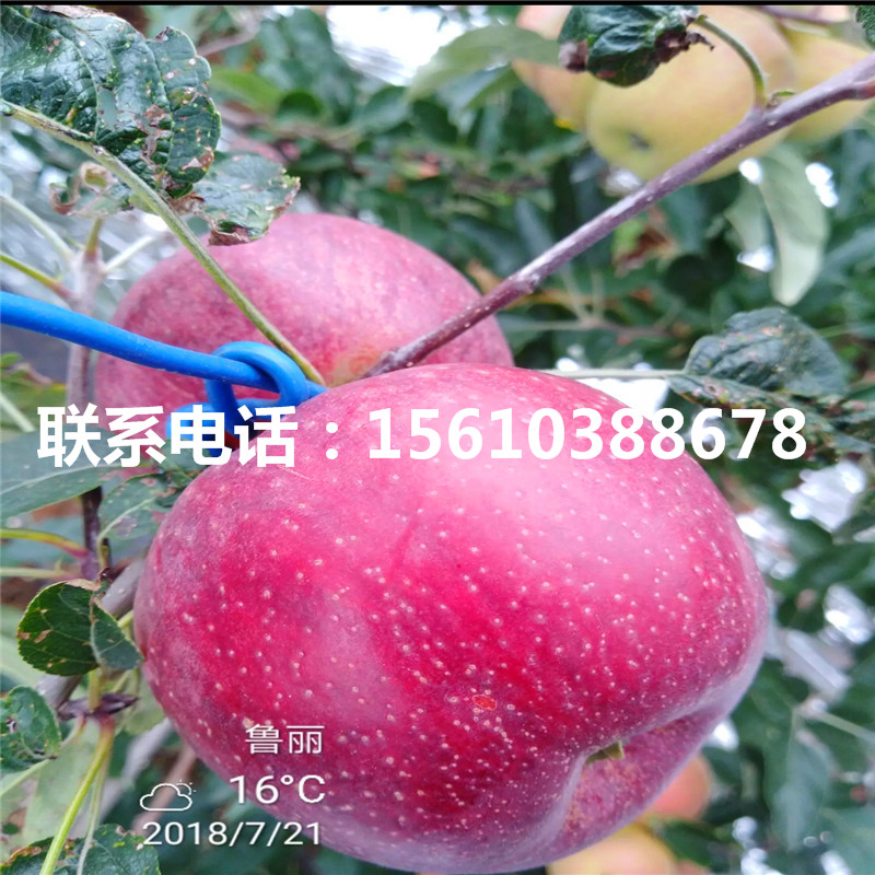 山东拓季苹果苗新品种基地