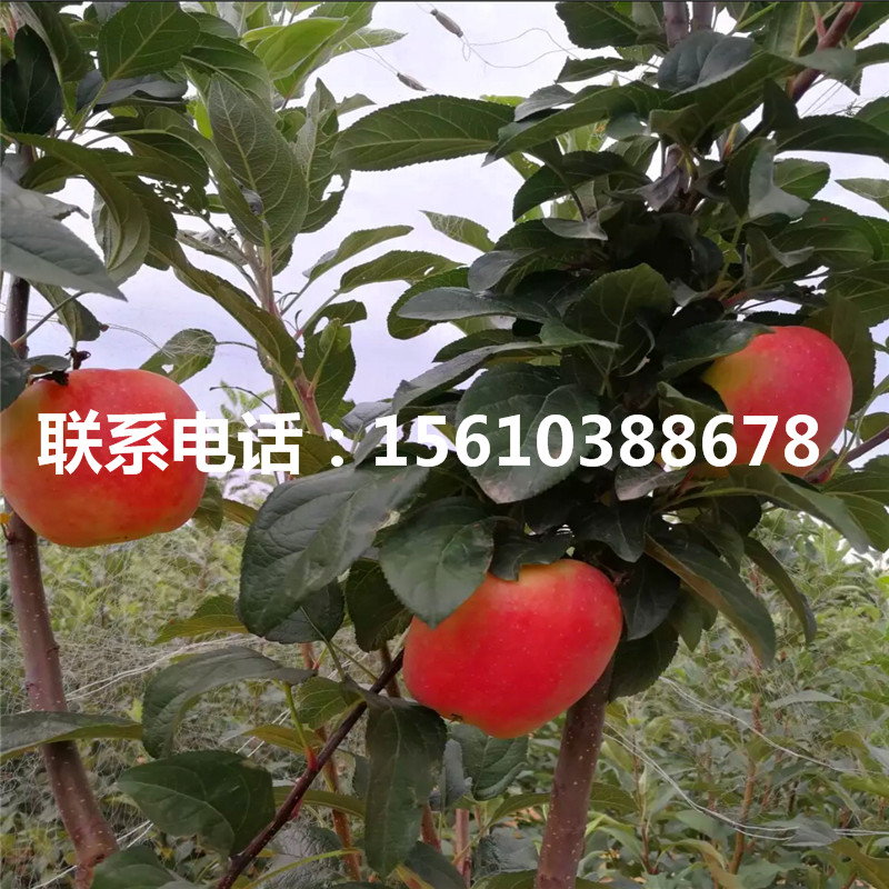 1公分華碩蘋果苗批發(fā)價(jià)錢