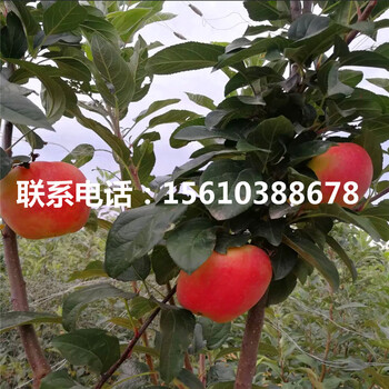 119-06紅肉蘋(píng)果苗售價(jià)及批發(fā)、119-06紅肉蘋(píng)果苗批發(fā)