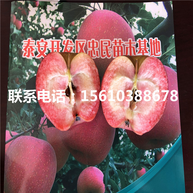 1公分5公分蘋果苗批發(fā)價(jià)錢