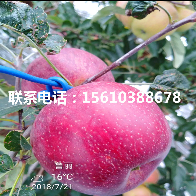 三公分莫迪苹果苗品种介绍