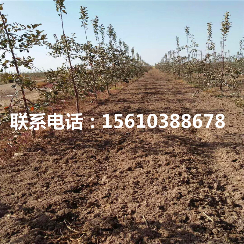 元帥蘋果苗產(chǎn)地及價格、元帥蘋果苗新品種基地