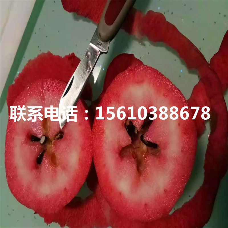 煙富8號蘋果苗報價、煙富8號蘋果苗價格