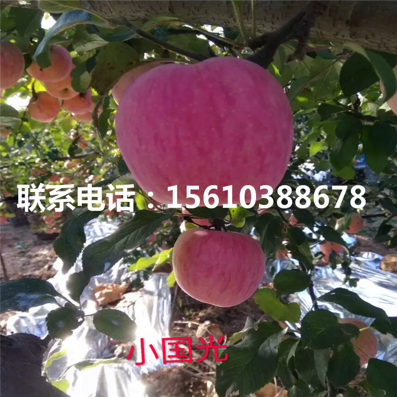 花牛蘋果苗批發(fā)價(jià)錢、花牛蘋果苗上車價(jià)格