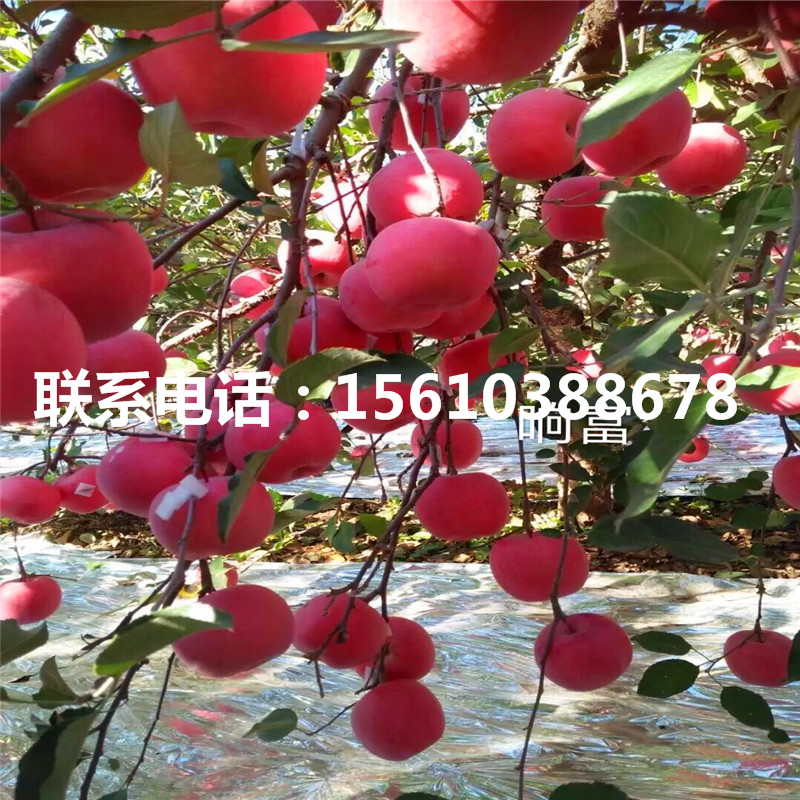 魔笛蘋果苗產(chǎn)地及價格、魔笛蘋果苗價錢及基地