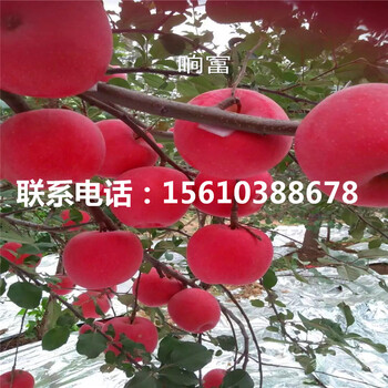 三公分望香紅蘋(píng)果苗批發(fā)價(jià)錢(qián)