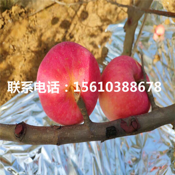 hff63蘋果苗價格及報價、hff63蘋果苗品種介紹