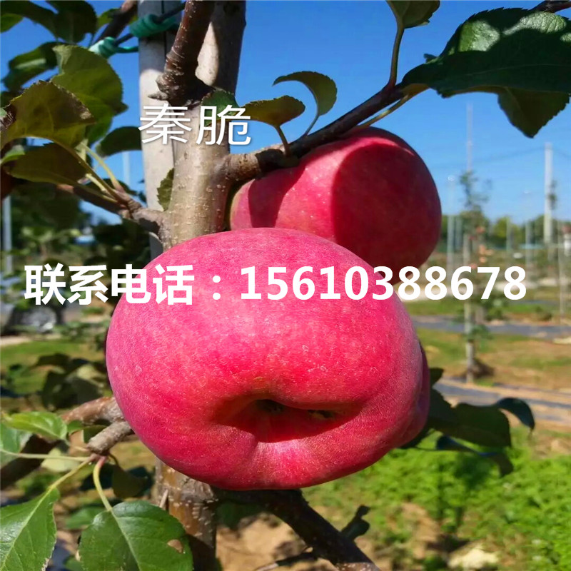 4公分嫁接蘋果苗價格及報價