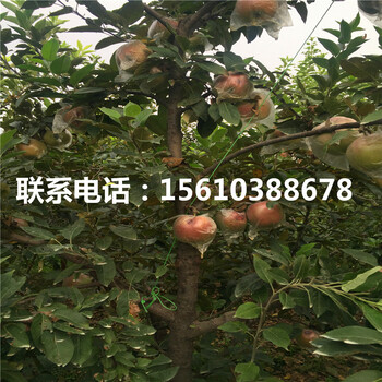 秦陽蘋果苗出售基地、秦陽蘋果苗批發(fā)基地