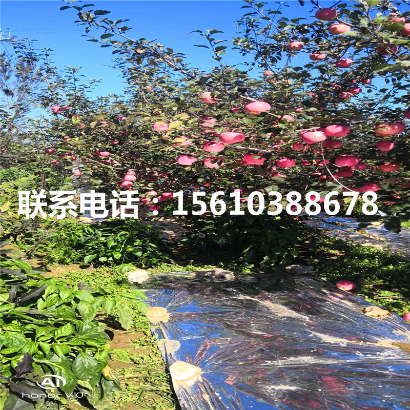 短枝蘋(píng)果苗出售、短枝蘋(píng)果苗批發(fā)價(jià)格