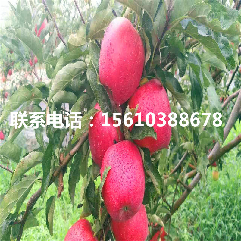 煙富8號蘋果苗價格及報價、煙富8號蘋果苗價格