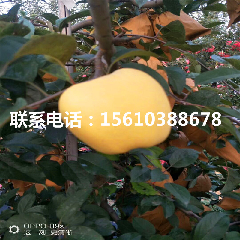 秦冠蘋果苗出售基地、秦冠蘋果苗批發(fā)基地