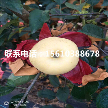 望香紅蘋果苗包郵價(jià)格、望香紅蘋果苗批發(fā)基地