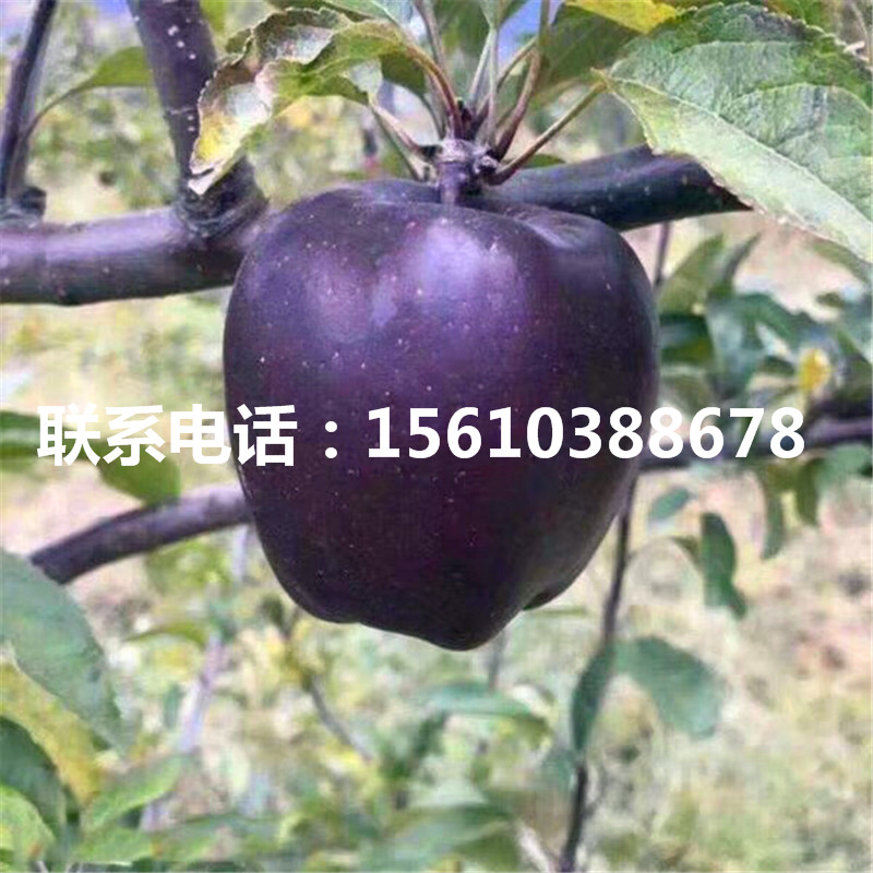 小國光蘋果苗出售基地、小國光蘋果苗批發(fā)基地