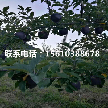 神富一號(hào)蘋果苗價(jià)格公示、神富一號(hào)蘋果苗單價(jià)及價(jià)格