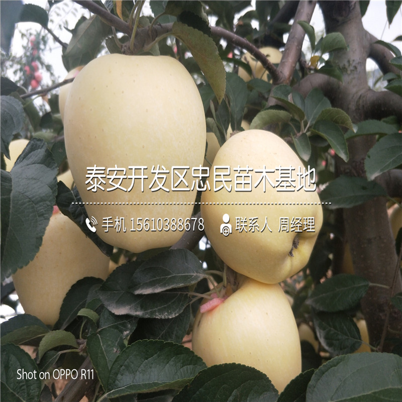 三公分望香紅蘋(píng)果苗批發(fā)價(jià)錢(qián)