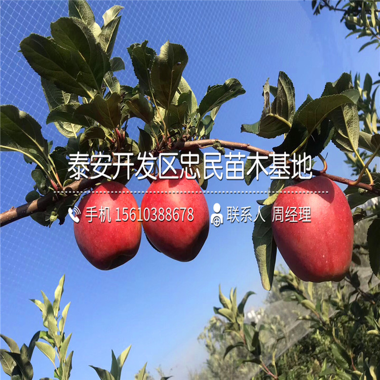 早生富士蘋果苗包郵價格、早生富士蘋果苗上車價格